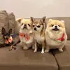 Mareana e o quarteto canino