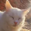 xe_bo