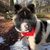 takaratheakita