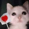 surimi.p