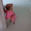 .majag