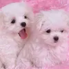 martapalo6