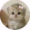 nalle_680