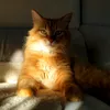 samx_lion