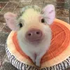 pastelpiggie