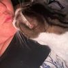 lovekitty16