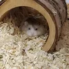 tiana.hallo