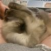 kjsragdollsnbooks