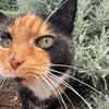 cat_10v4r