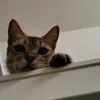 axy_mxser