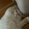 aj._888
