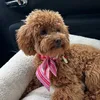 toypoodle.hailey