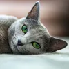 russianblue_stars