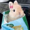 hthebunny24