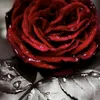 jawharaaa_007
