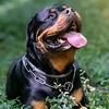 ombrettazeusrottweiler