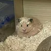 ctrl.zzzzzzzzzzzzz