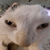 catsareruiningmylives