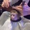 monkefresh