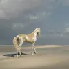 05ani05