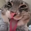 vin1_fe