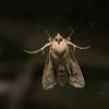 moth0nthewall