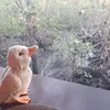 donaldthegoose