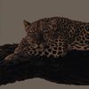 fifoo00_