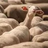 koalamacko