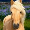 horses60000