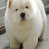 ilovepurpl_doggies