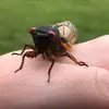 lacrimosu