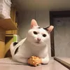 tiger_lilyyy1