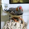lbird_dogl
