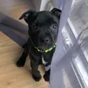 vallythepuppy