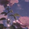daisy_2111