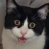 dcrazycatlady