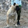 presa_canario_top