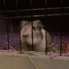 guineapig545