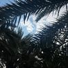 asma.1423