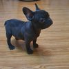 stitch.frenchie
