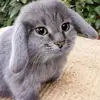 roblesfavi_