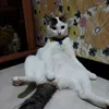 mawardega