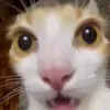 pudiinmg