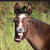 ponylover2007cloony
