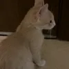 w_nolift