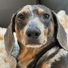 oscar.doxie