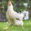 blimpiechicken