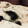 sofiacookiedoggie9