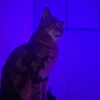nekosama21